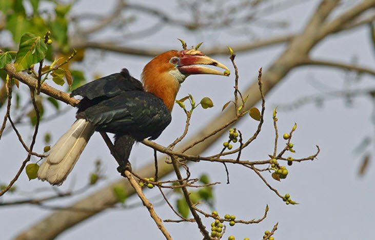 Paget Island Wildlife Sanctuary